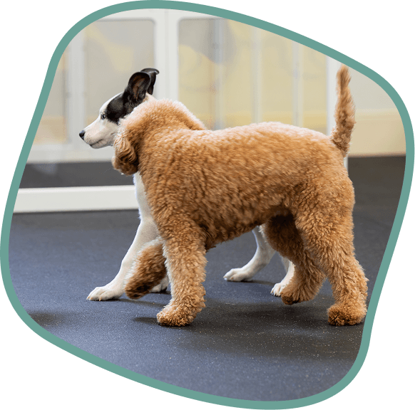 dog daycare boarding grooming pet resort in South Miami indoor facility