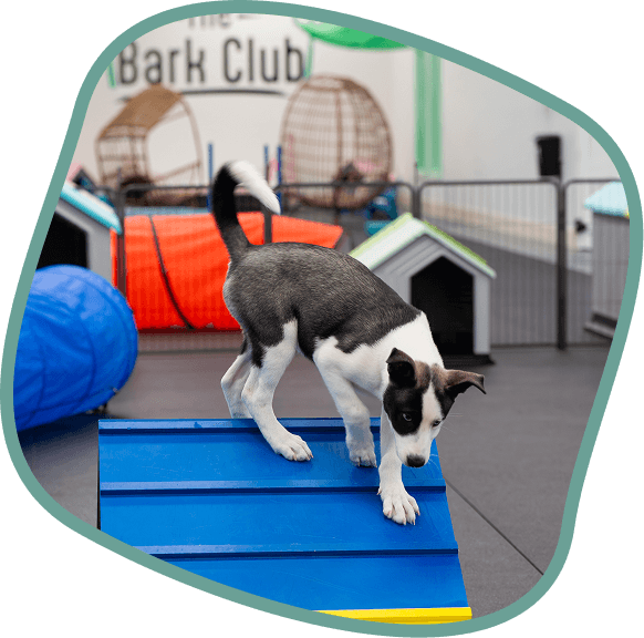 dog staying at luxury pet boarding resort in South Miami